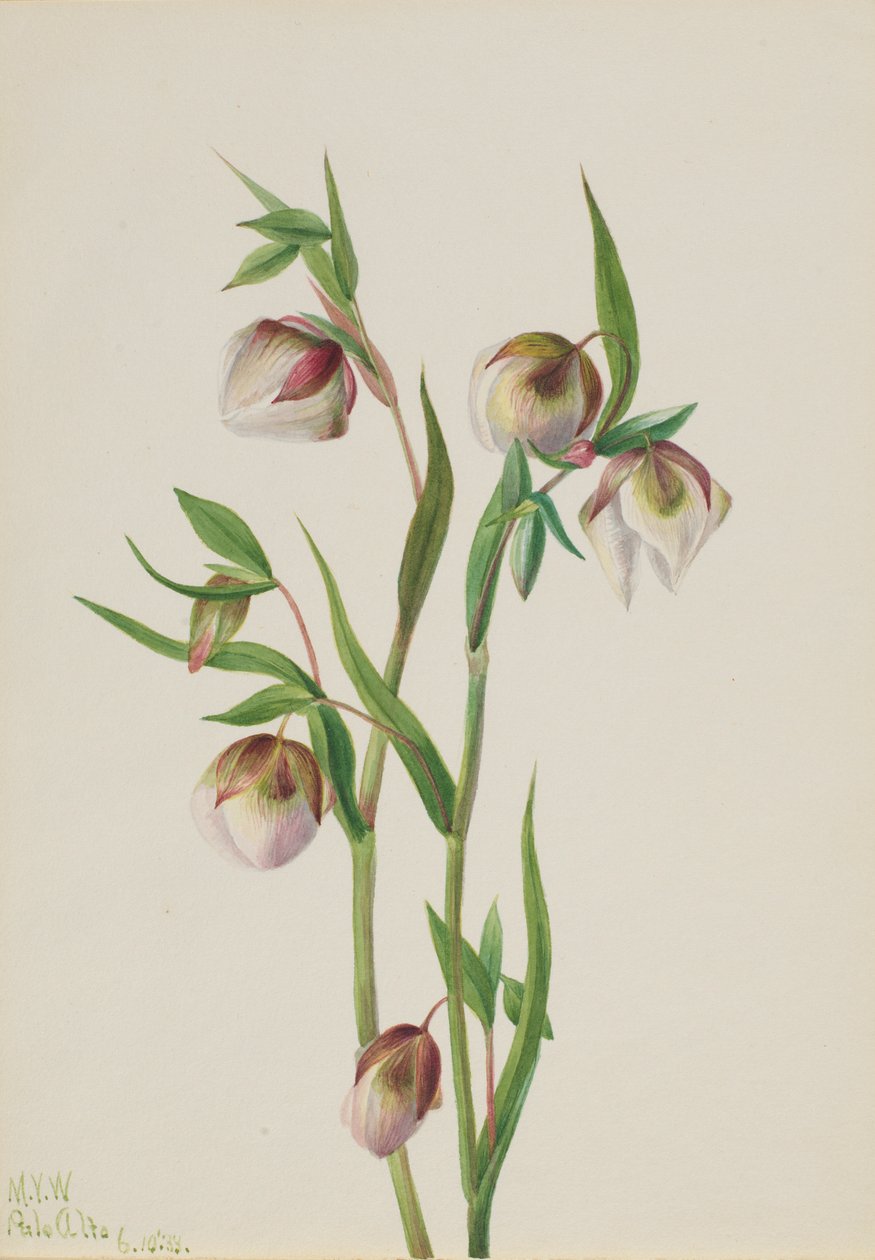 Lanterne blanche (Calochortus albus) - Mary Vaux Walcott