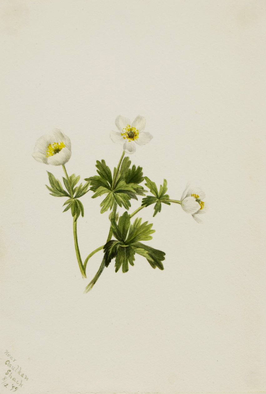 Renoncule Blanche Trollius albiflorus, 1899 - Mary Vaux Walcott