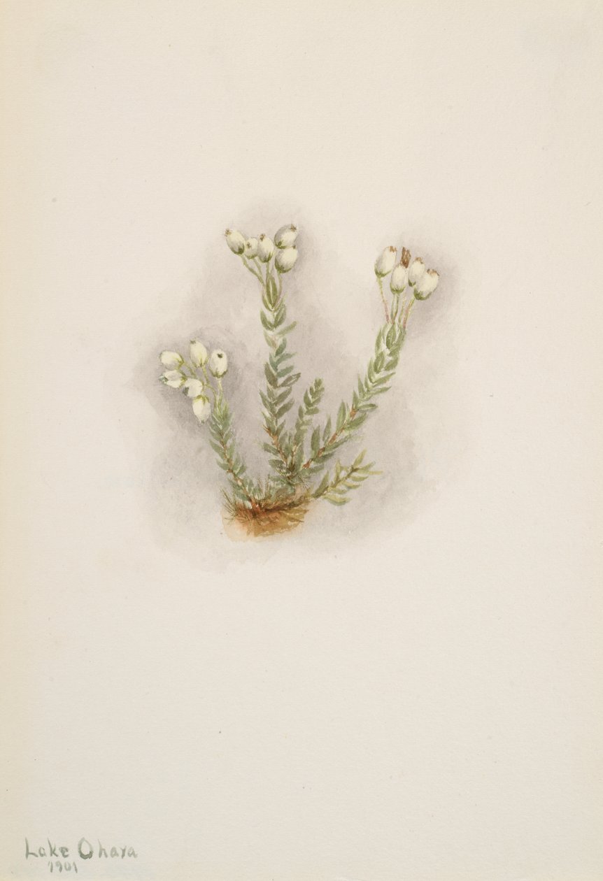 Bruyère blanche Phyllodoce grandiflora, 1901 - Mary Vaux Walcott