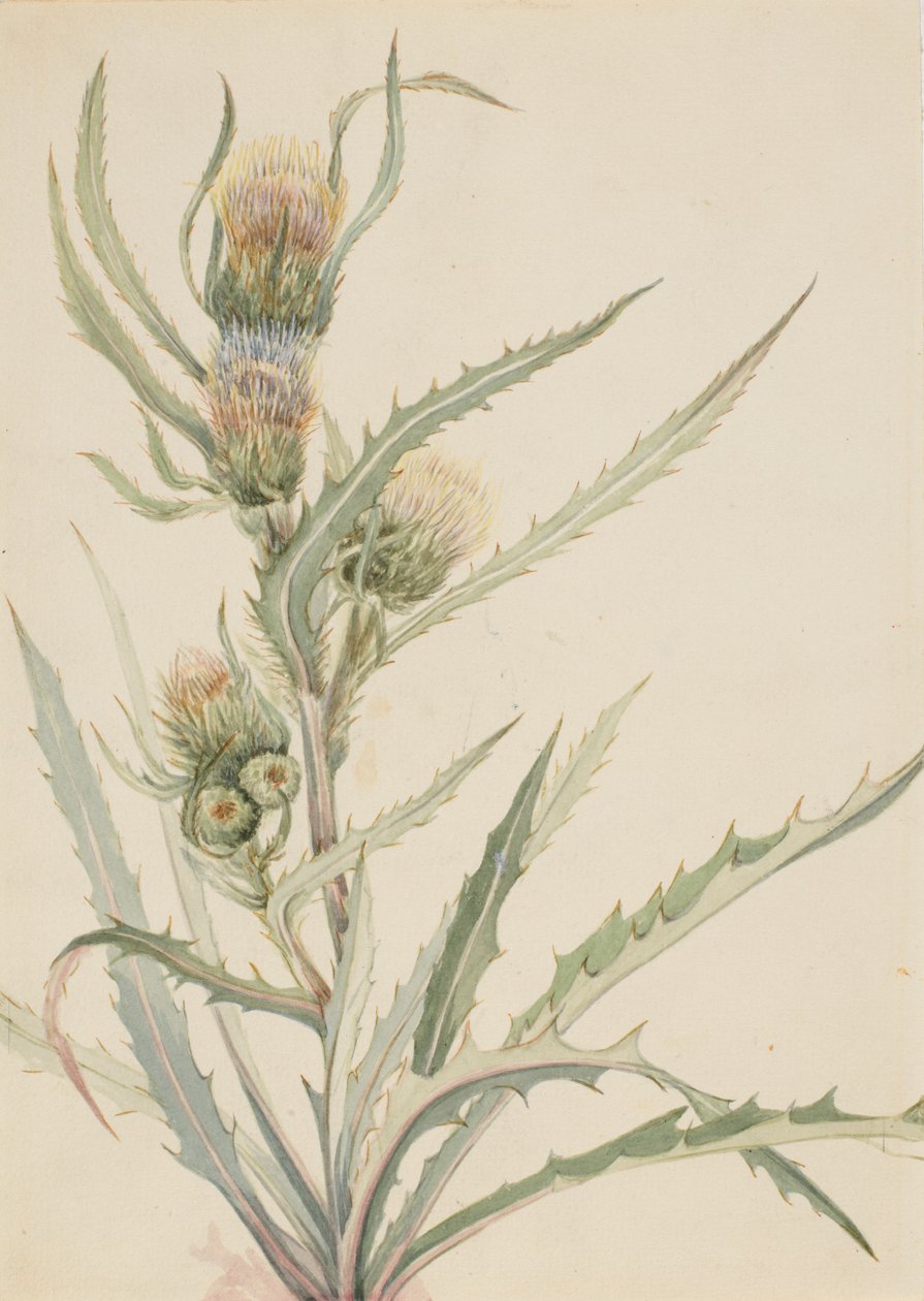 Chardon blanc Cirsium hookeranum, n.d. - Mary Vaux Walcott