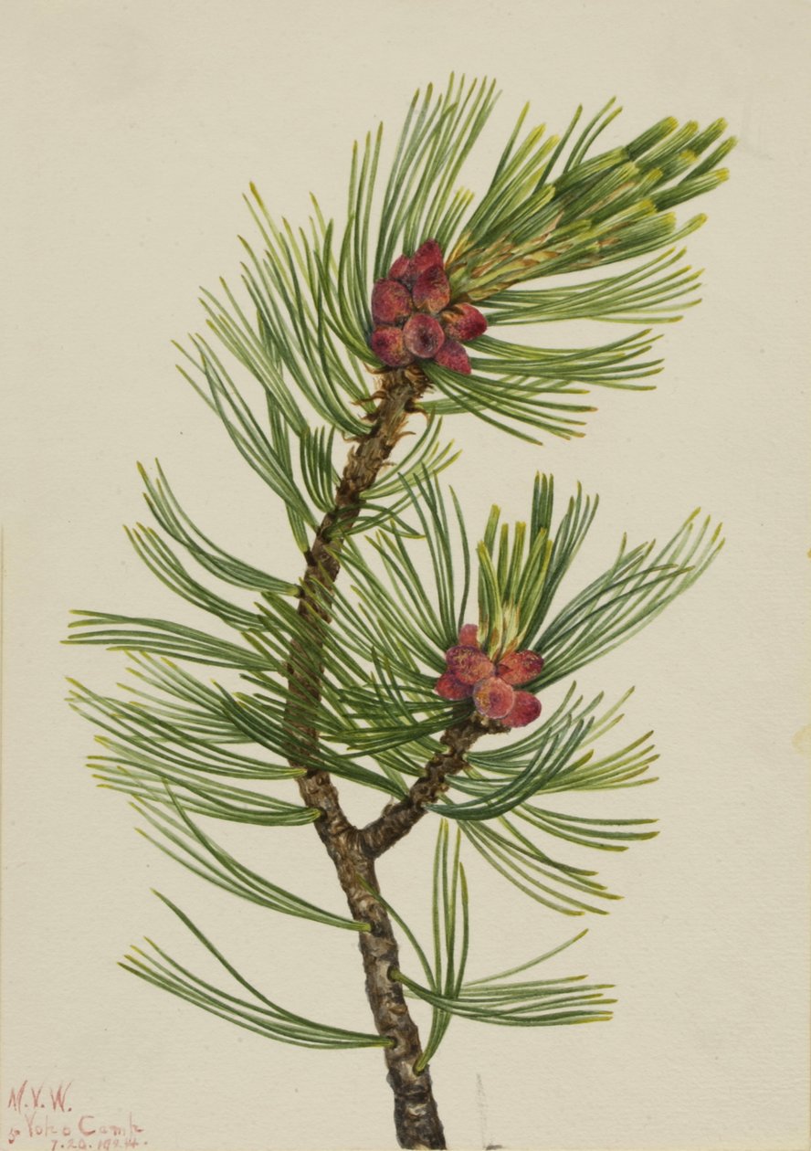 Pin à écorce blanche, 1924 - Mary Vaux Walcott
