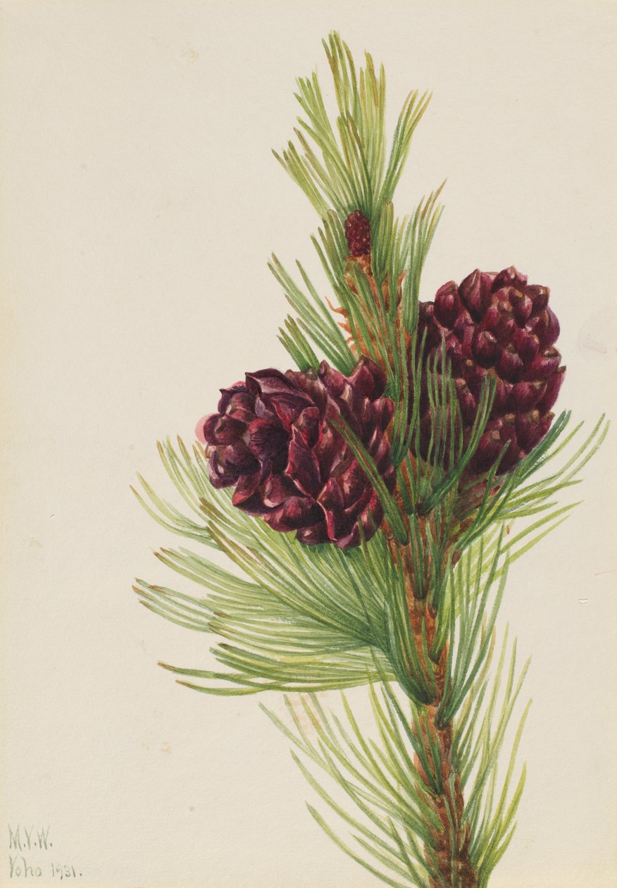 Pin à écorce blanche Pinus albicaulis, 1931 - Mary Vaux Walcott