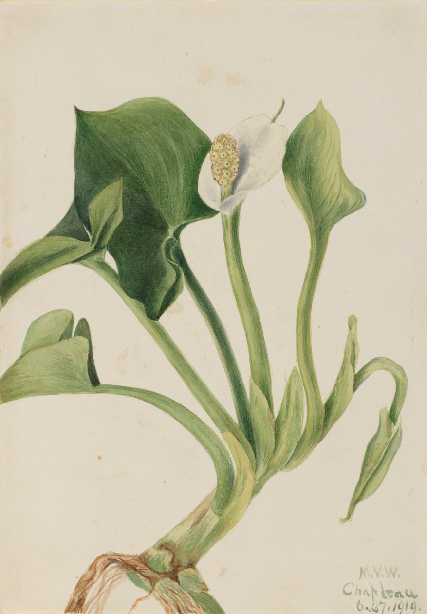 Calla sauvage (Calla palustris) - Mary Vaux Walcott