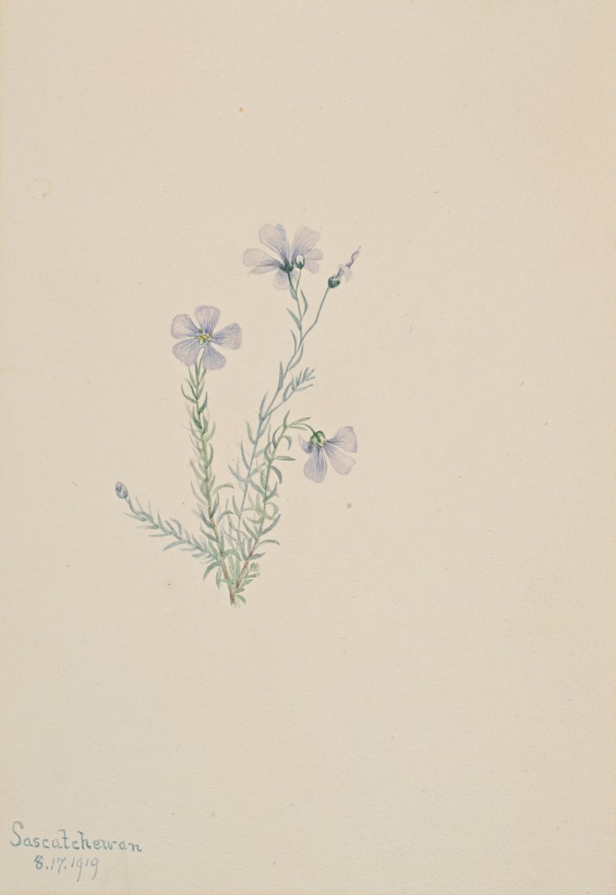 Lin sauvage Linum lewisii, 1919 - Mary Vaux Walcott