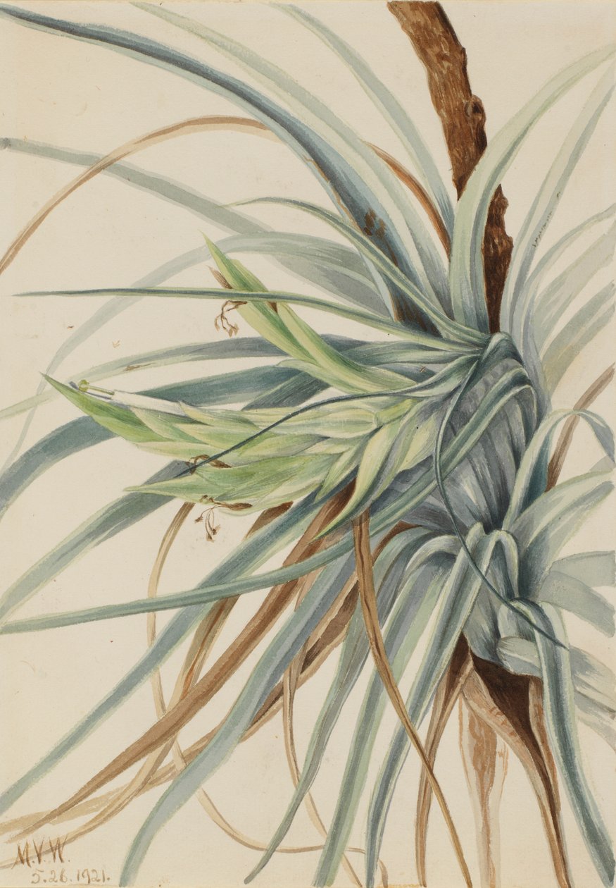 Ananas sauvage (Tillandsia fasciculata) - Mary Vaux Walcott