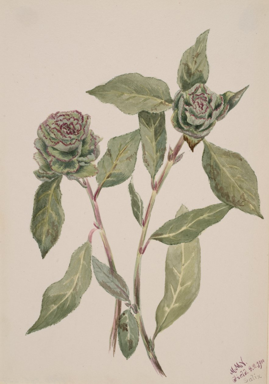 Saule Salix - Mary Vaux Walcott