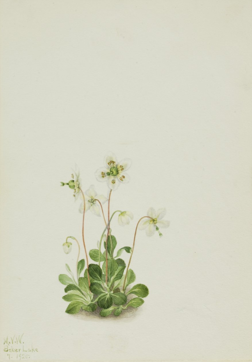 Nymphe des bois Moneses uniflora, 1925 - Mary Vaux Walcott