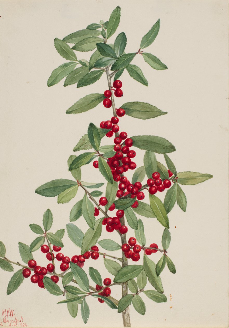 Yaupon Ilex vomitoria, 1926 - Mary Vaux Walcott