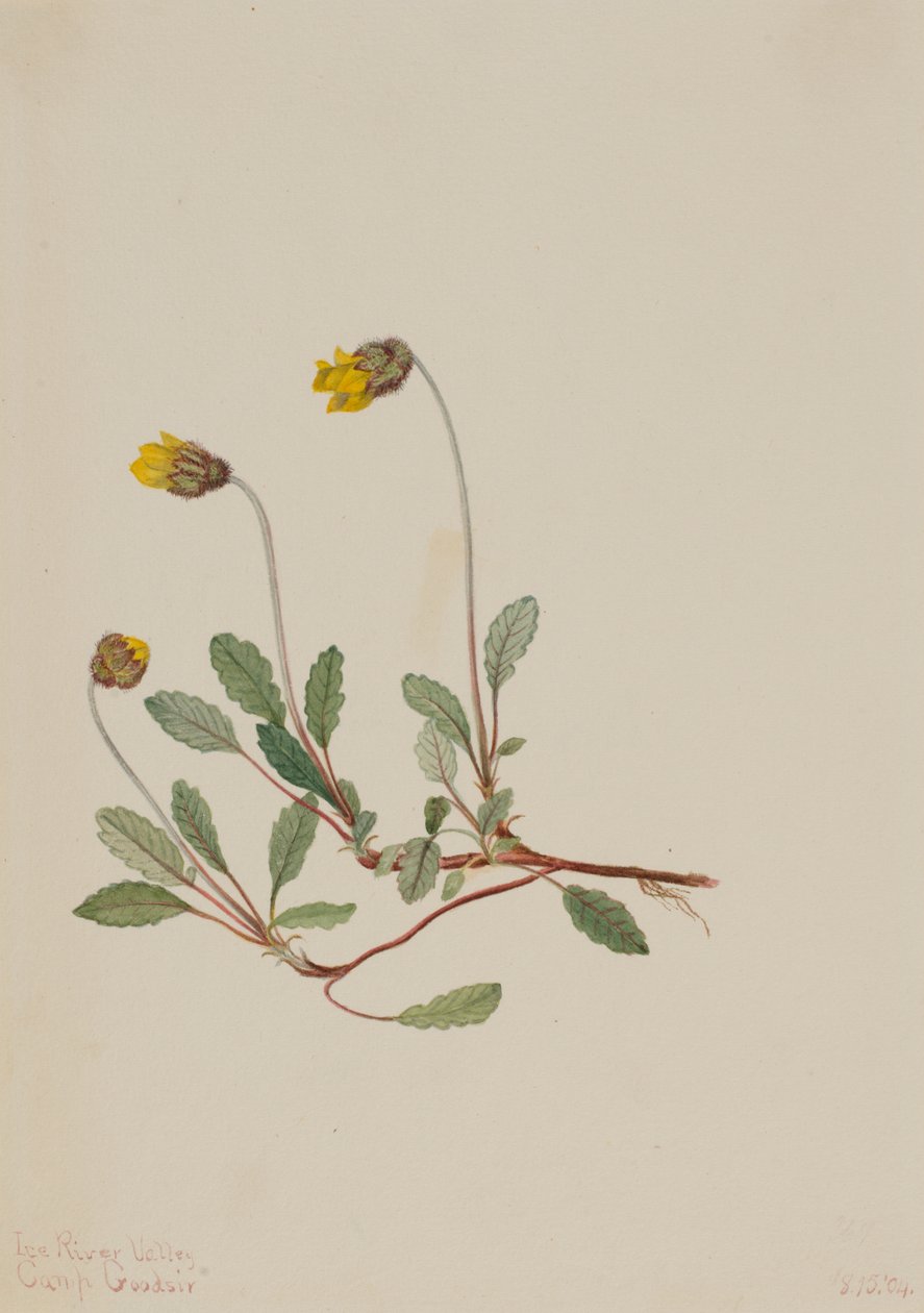 Dryade jaune (Dryas drummondii) - Mary Vaux Walcott