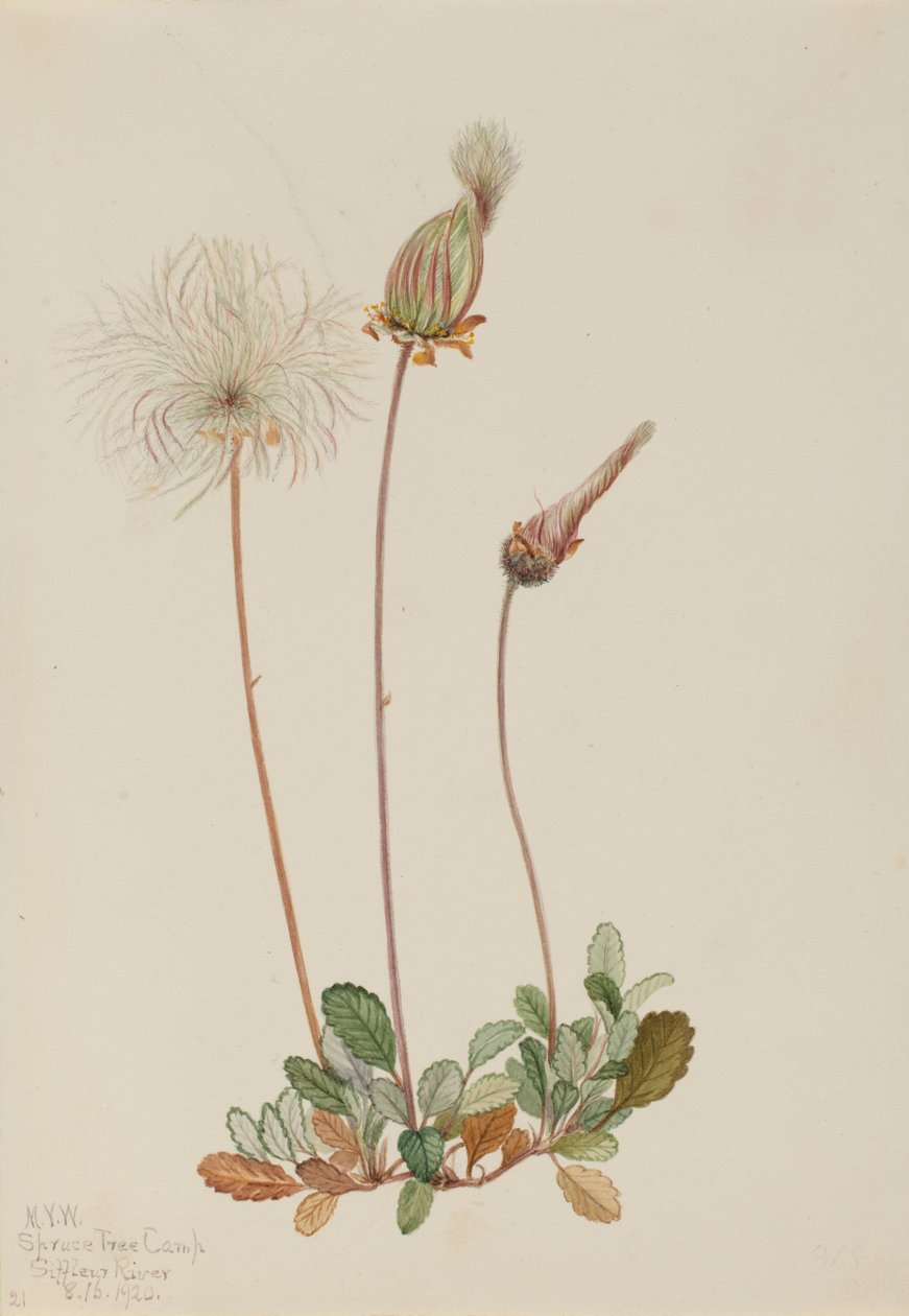 Dryade jaune (fruit) (Dryas drummondii) - Mary Vaux Walcott