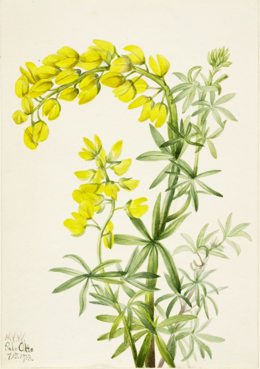 Lupin jaune Lupinis arboreus - Mary Vaux Walcott