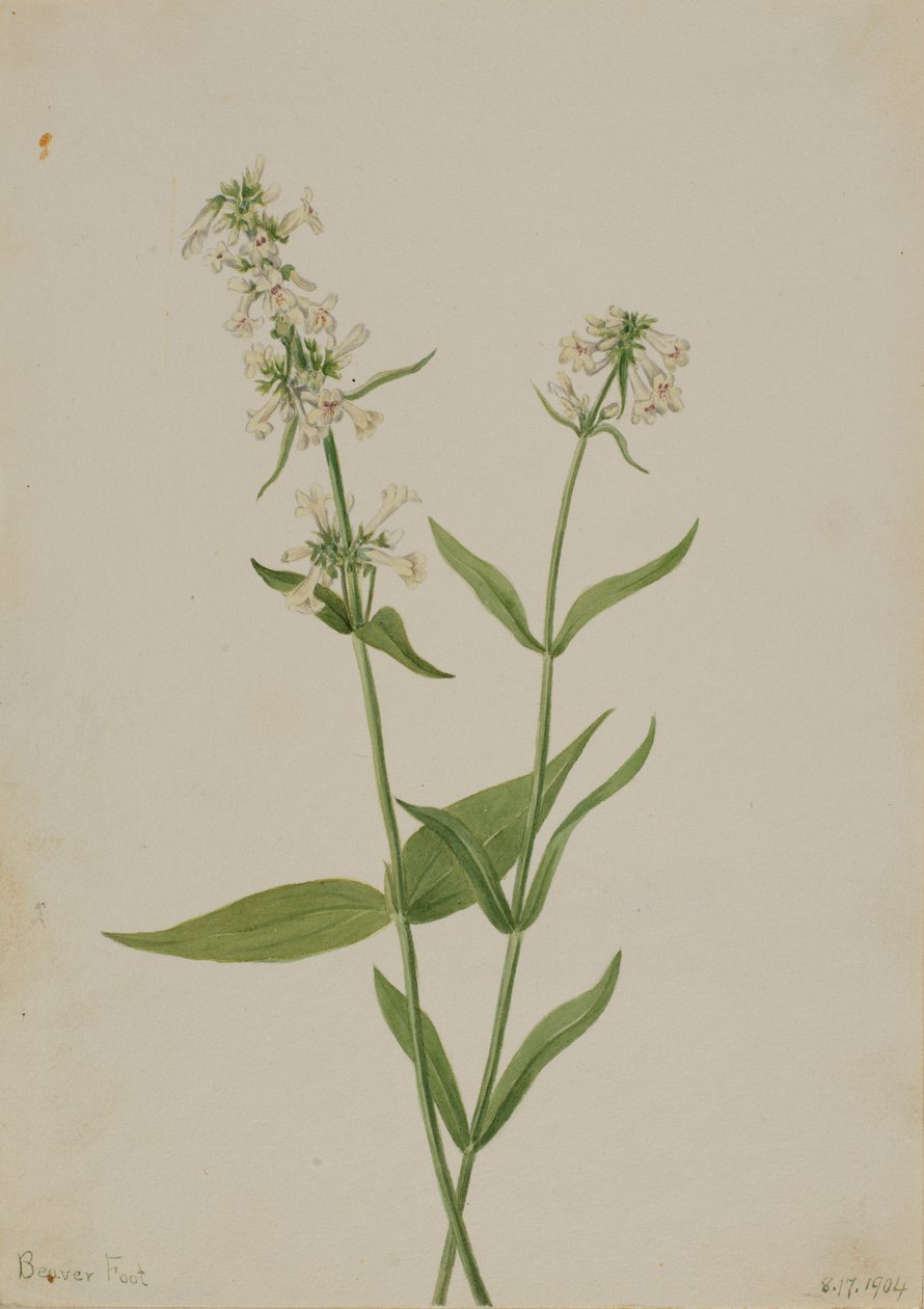 Pentstemon jaune (Pentstemon confertus) - Mary Vaux Walcott