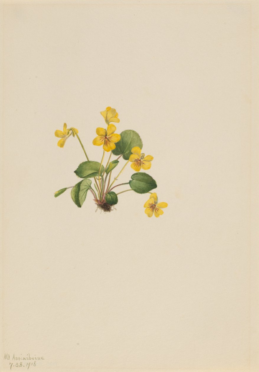 Violette jaune (Viola orbiculata) - Mary Vaux Walcott