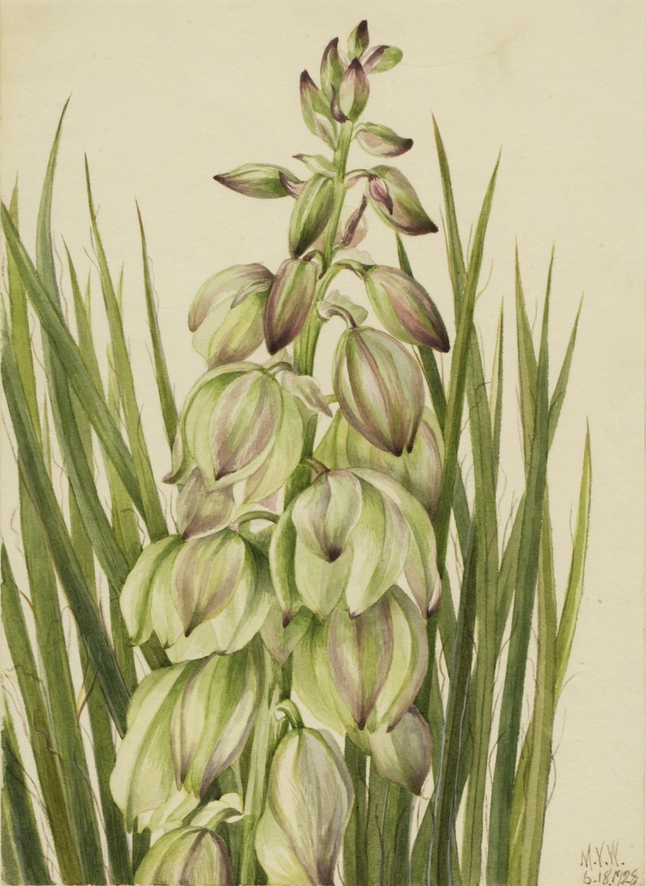 Yucca (Yucca baileyi) - Mary Vaux Walcott