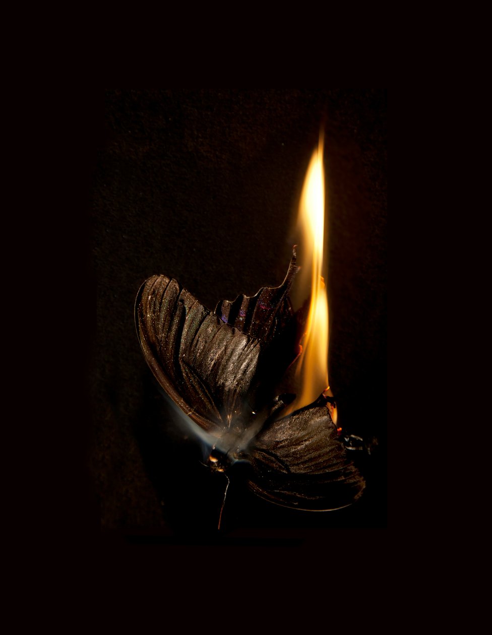 Burning Butterfly 13, 2013 (Lambda print) - Mat Collishaw