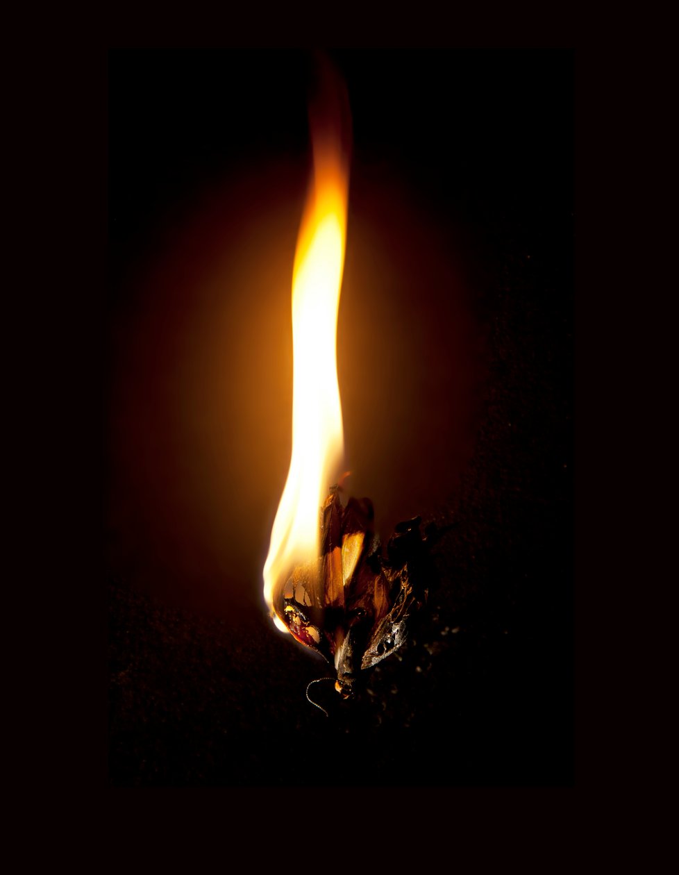 Burning Butterfly 23, 2013 (Lambda print) - Mat Collishaw