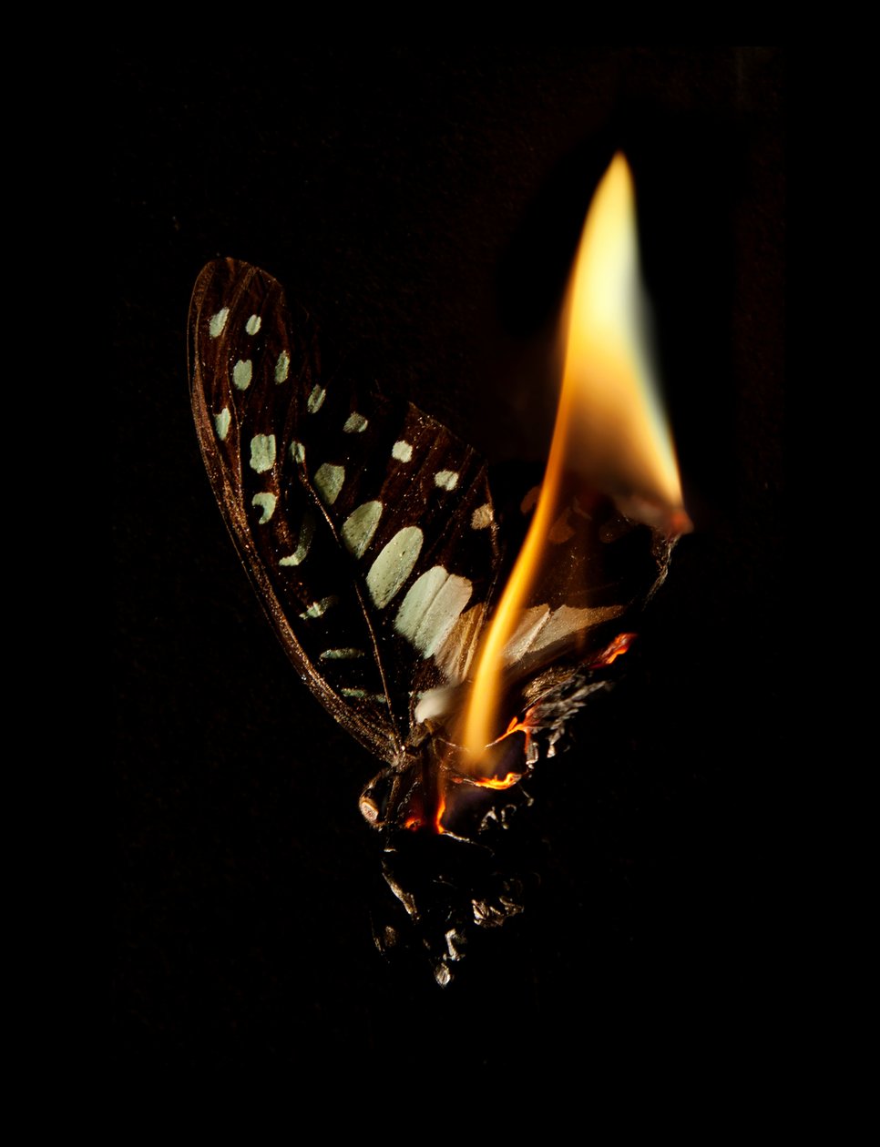 Burning Butterfly 24, 2013 (Lambda print) - Mat Collishaw