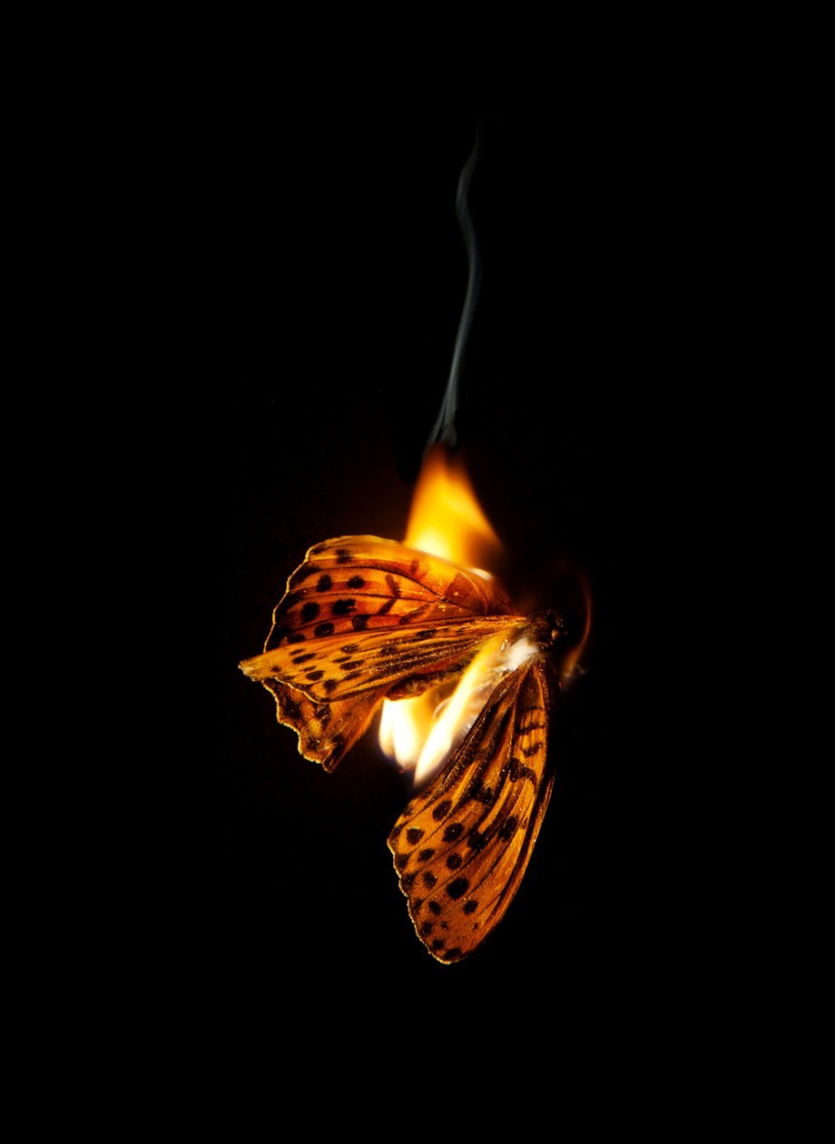 Burning Butterfly 25, 2013 (Lambda print) - Mat Collishaw