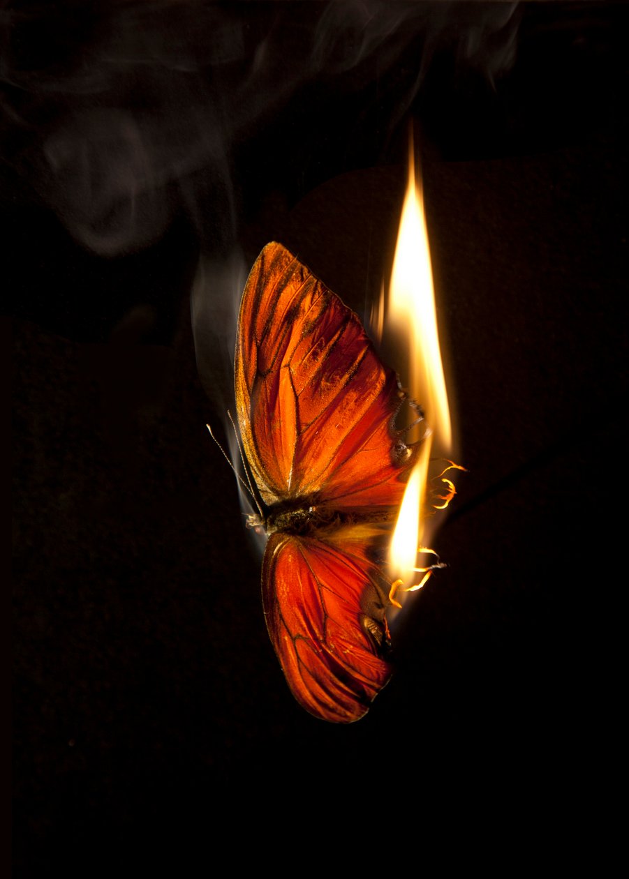 Burning Butterfly 2, 2013 (Lambda print) - Mat Collishaw