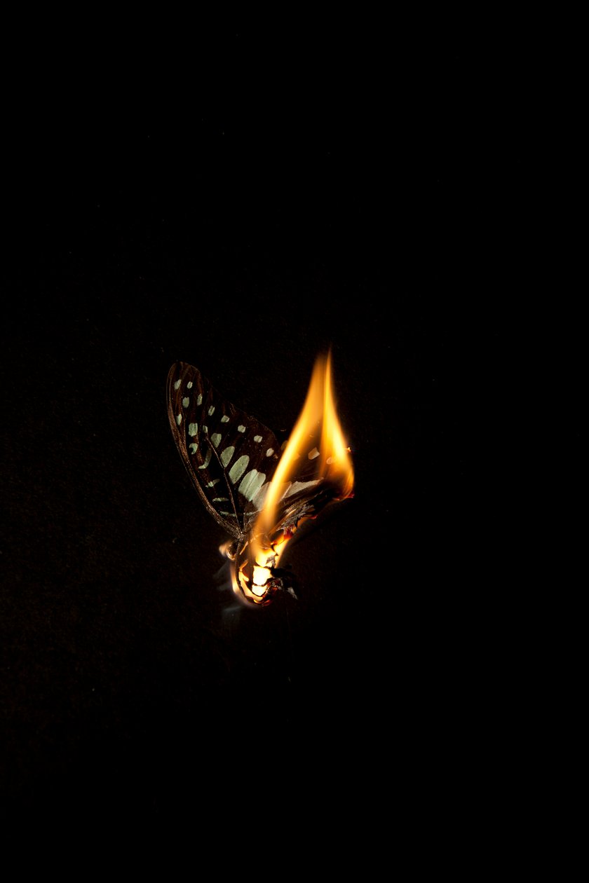 Burning Butterfly 2, 2013 (Lambda print) - Mat Collishaw