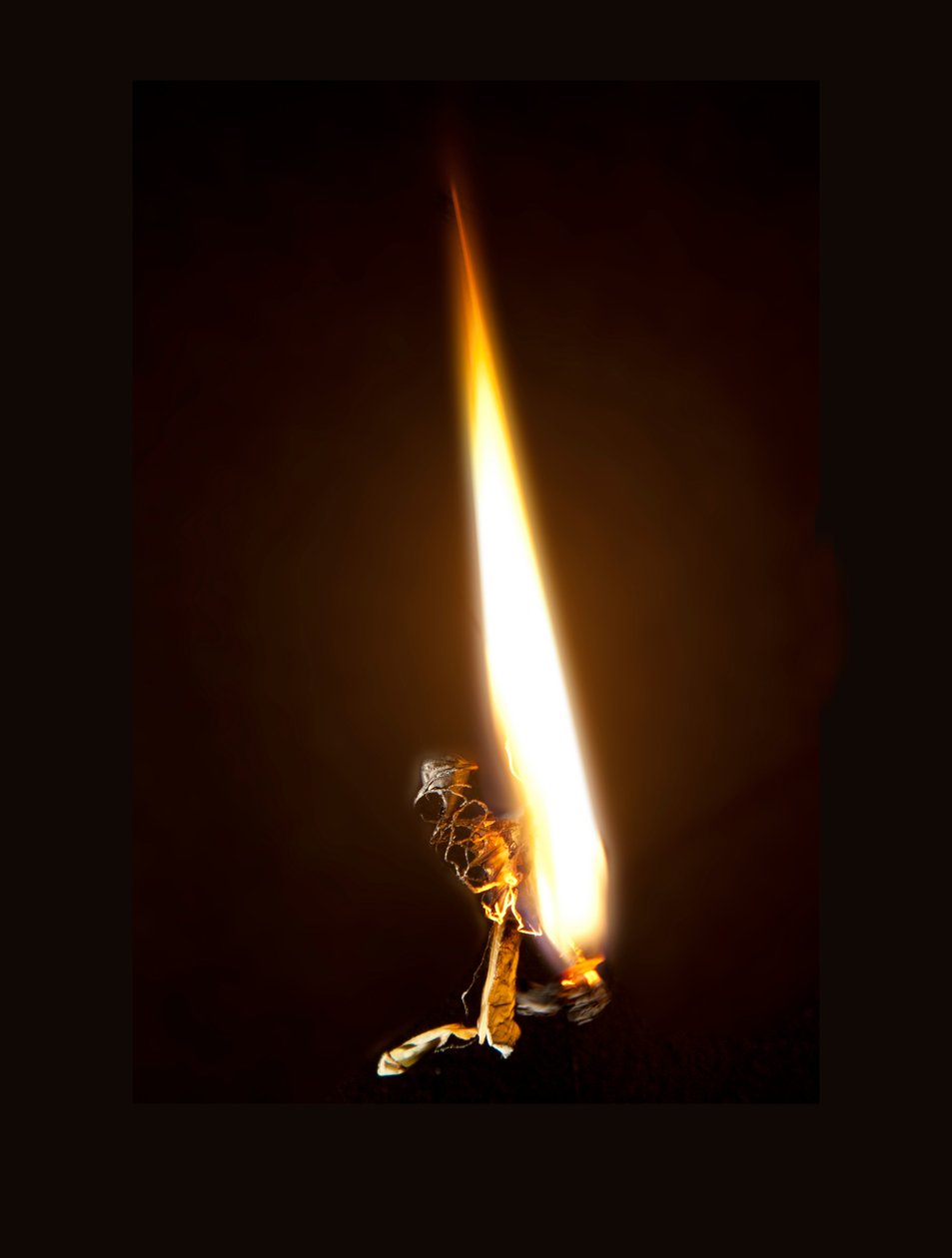 Burning Butterfly 8, 2013 (Lambda print) - Mat Collishaw