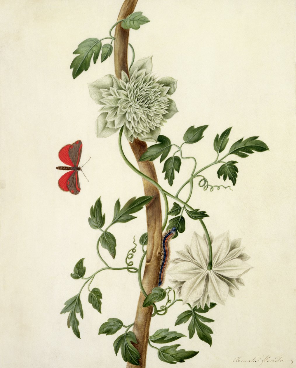 Clematis Florida avec papillon et chenille - Matilda Conyers