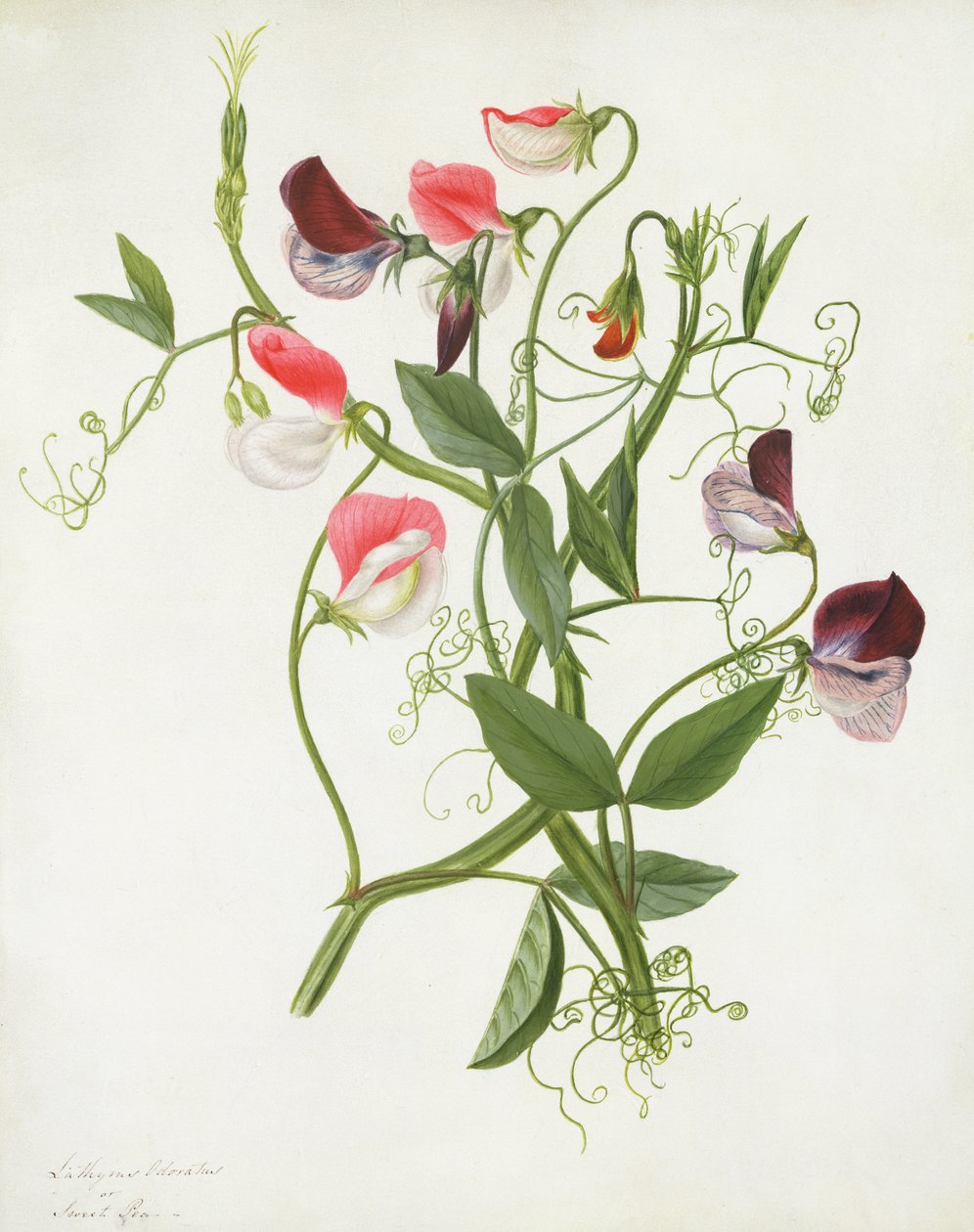 Lathyrus Odoratus - Matilda Conyers