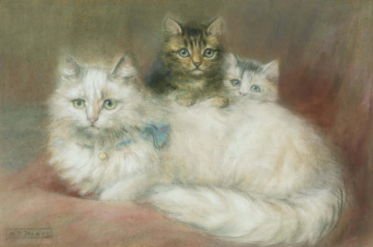 Un chat persan et ses chatons - Maud D. Heaps