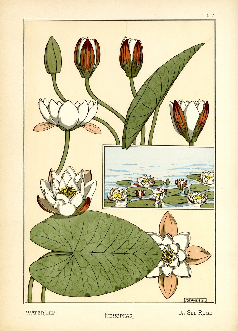 Le Nénuphar - Maurice Pillard Verneuil
