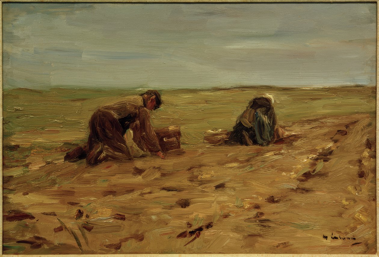 Récolte de pommes de terre dans les dunes - Max Liebermann