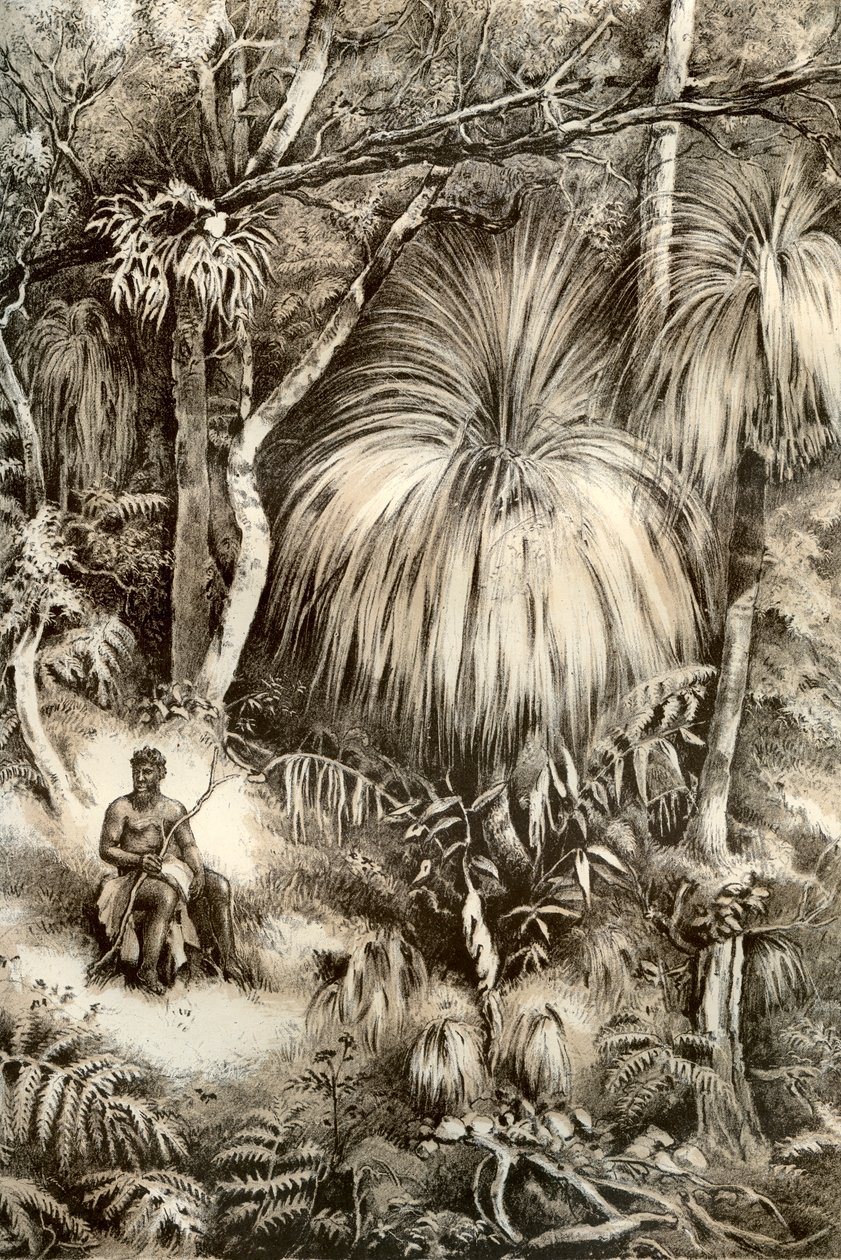 Scène de forêt tasmanienne, 1879 - McFarlane and Erskine