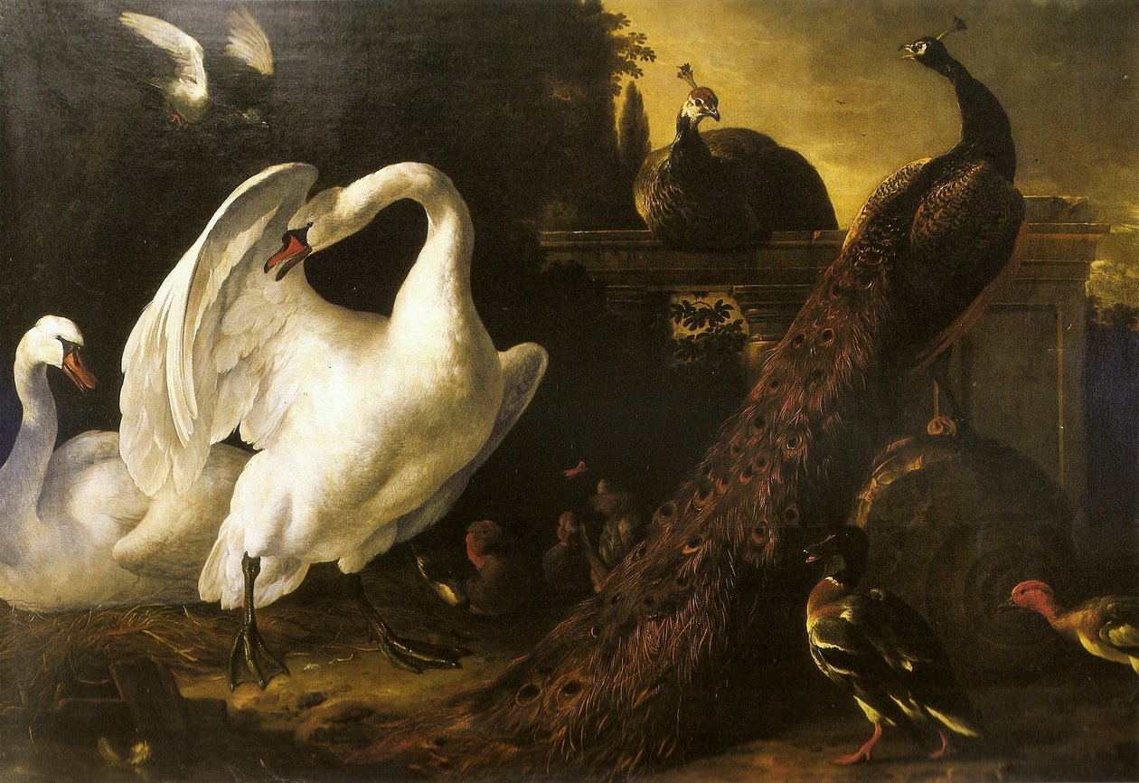 Cygnes et paons - Melchior de Hondecoeter