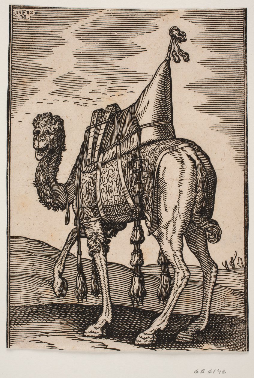 Un chameau sellé - Melchior Lorck