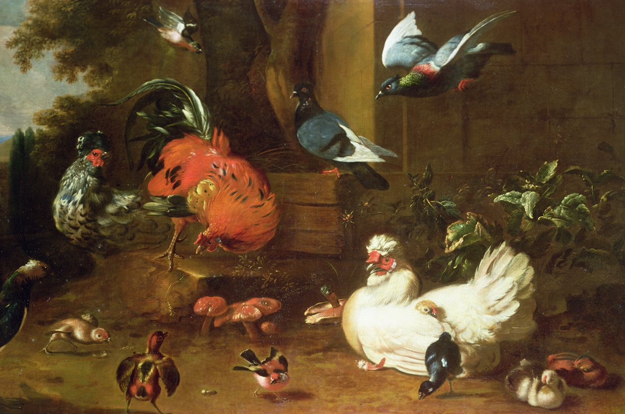 Volaille dans le parc - Melchior de Hondecoeter