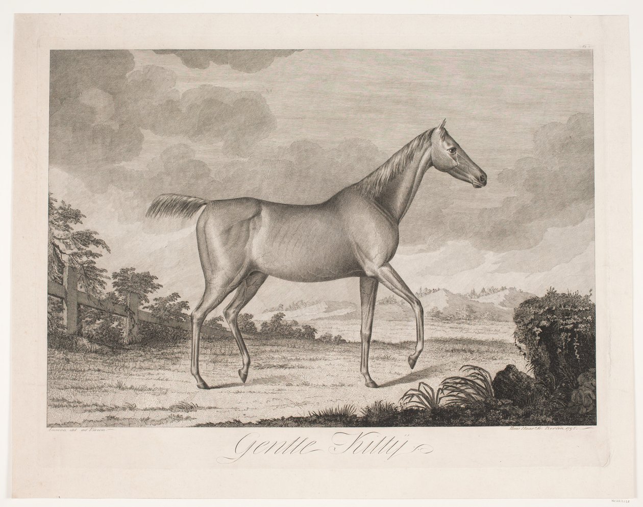 Le cheval "Gentle Kitty" - Meno Haas