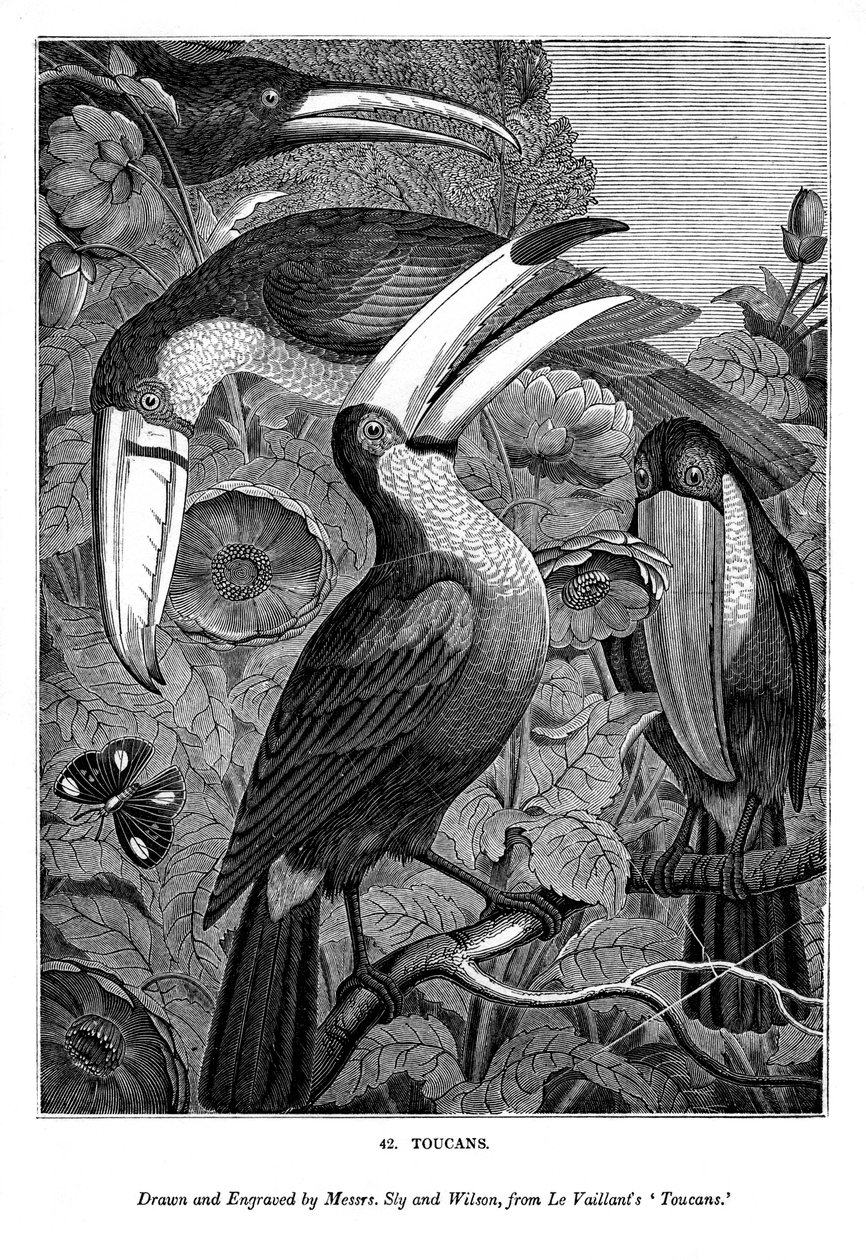 Toucans, vers 1770-1820, 1843 - Messrs Sly and Wilson