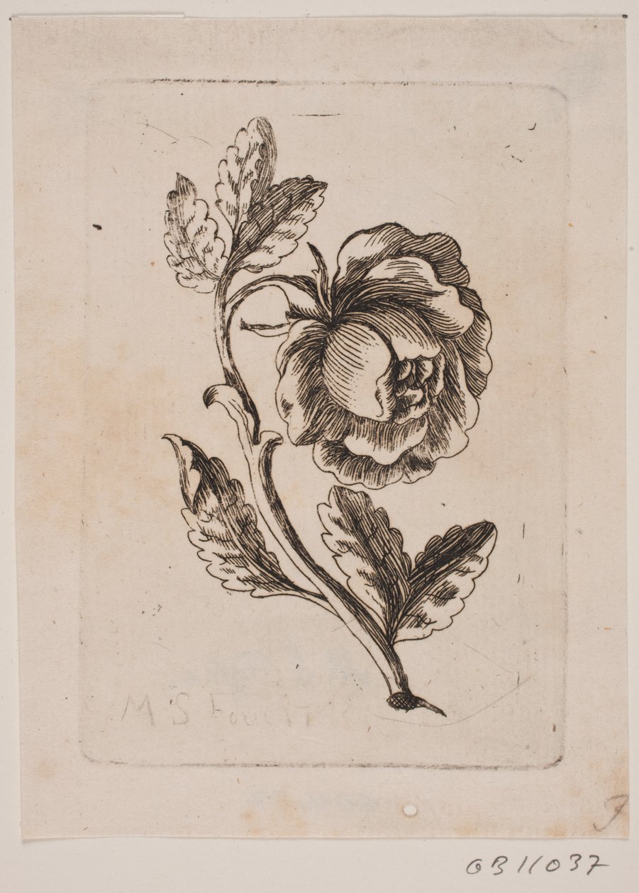 Une rose - Michael Fosie