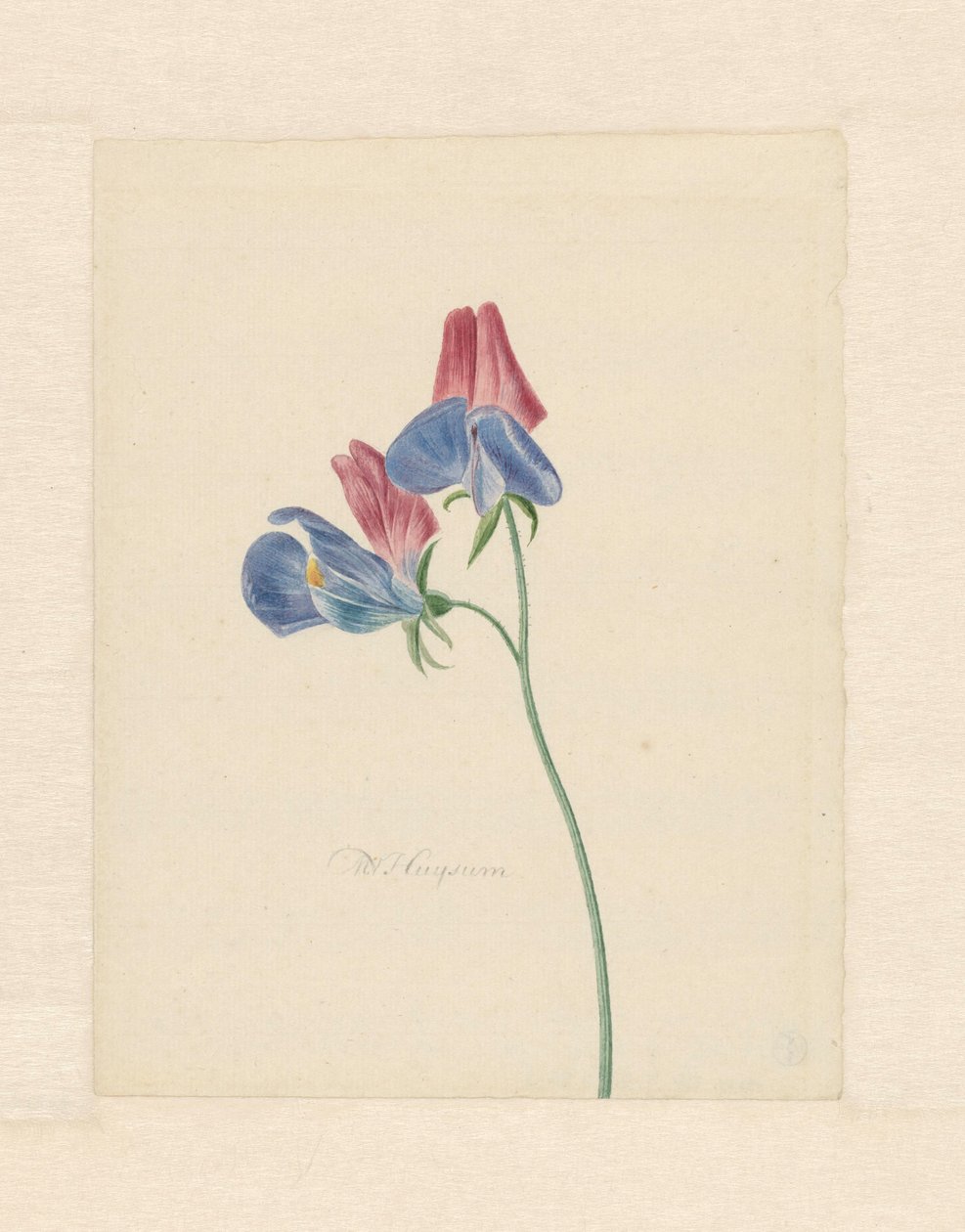 Branche avec deux fleurs - Michiel Van Huysum