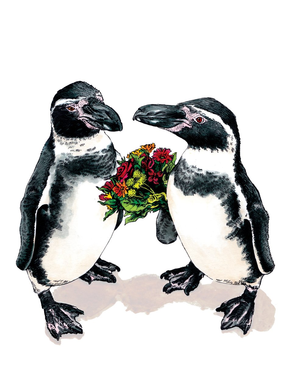 Pingouins d