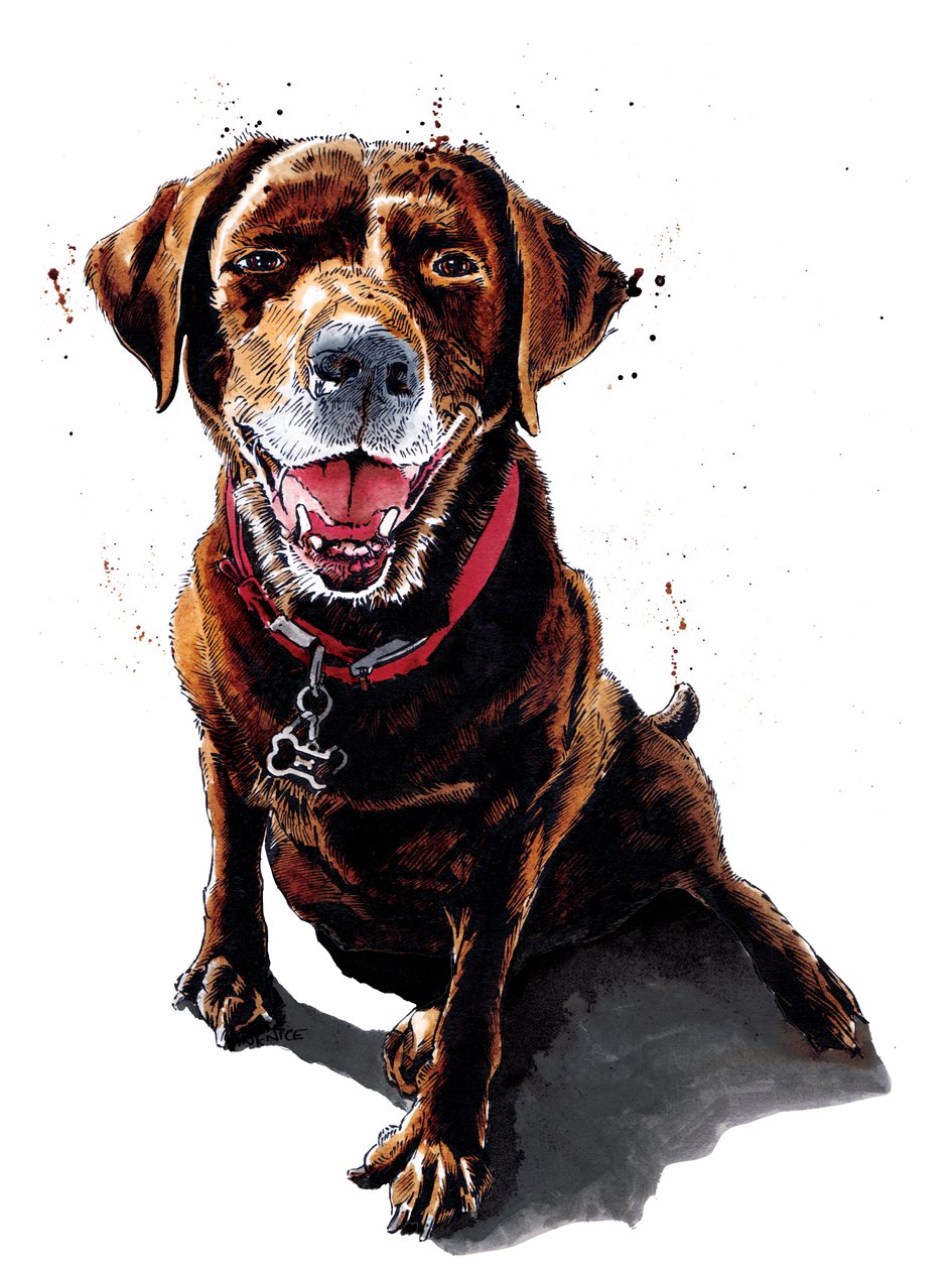 Nessa le labrador chocolat sur blanc, 2020 - Mike Davis