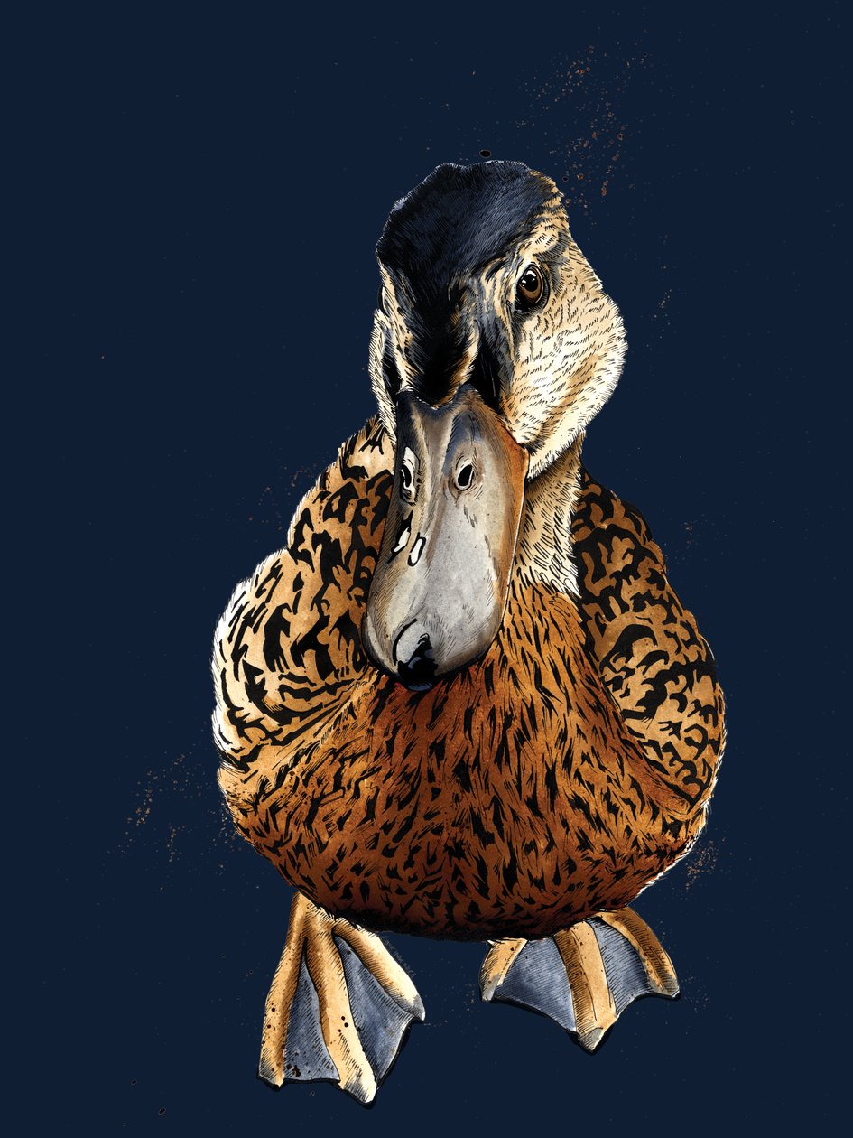 Le Canard sur bleu nuit, 2020 - Mike Davis
