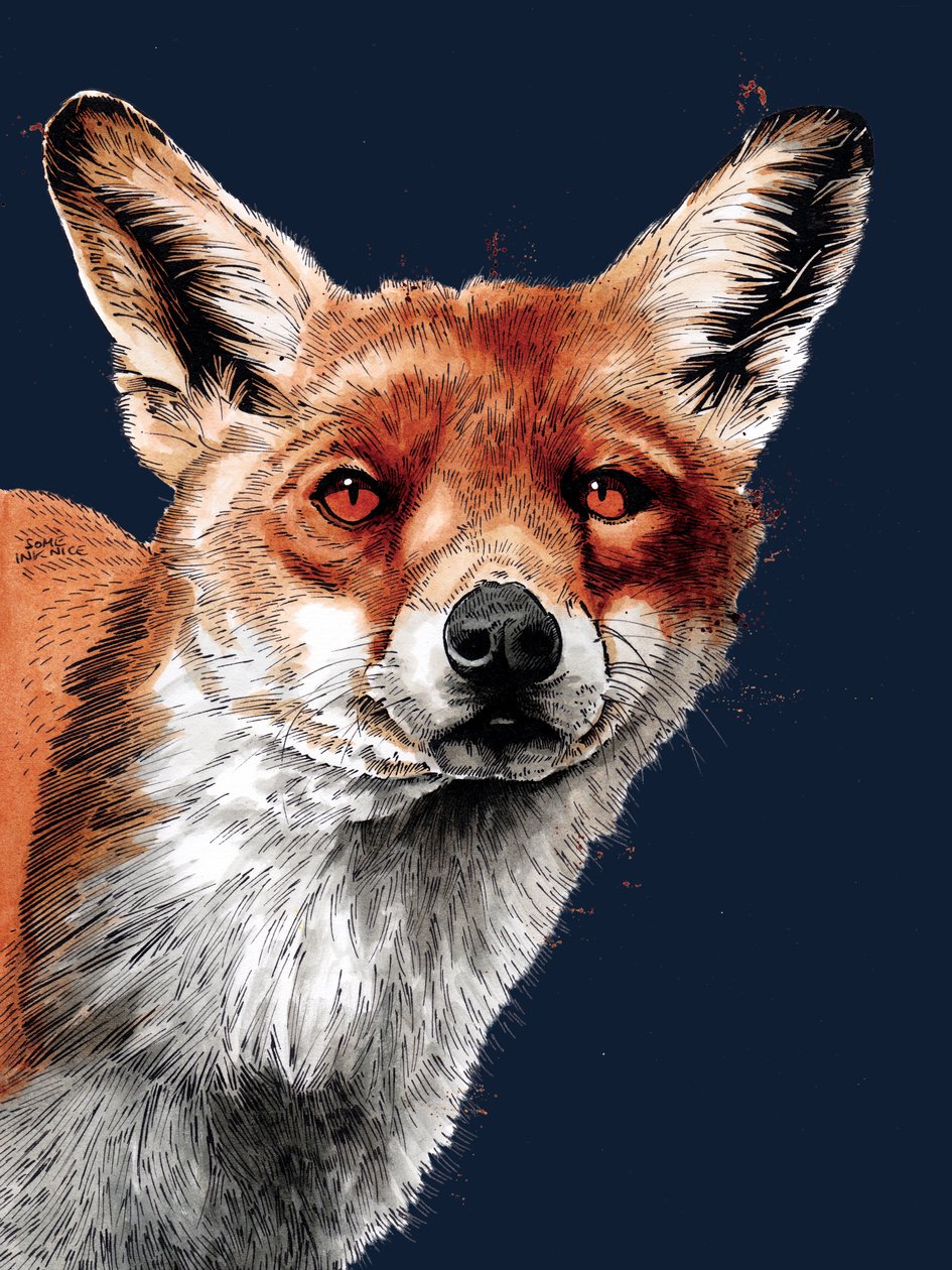 Le Renard sur Bleu Minuit, 2020 - Mike Davis