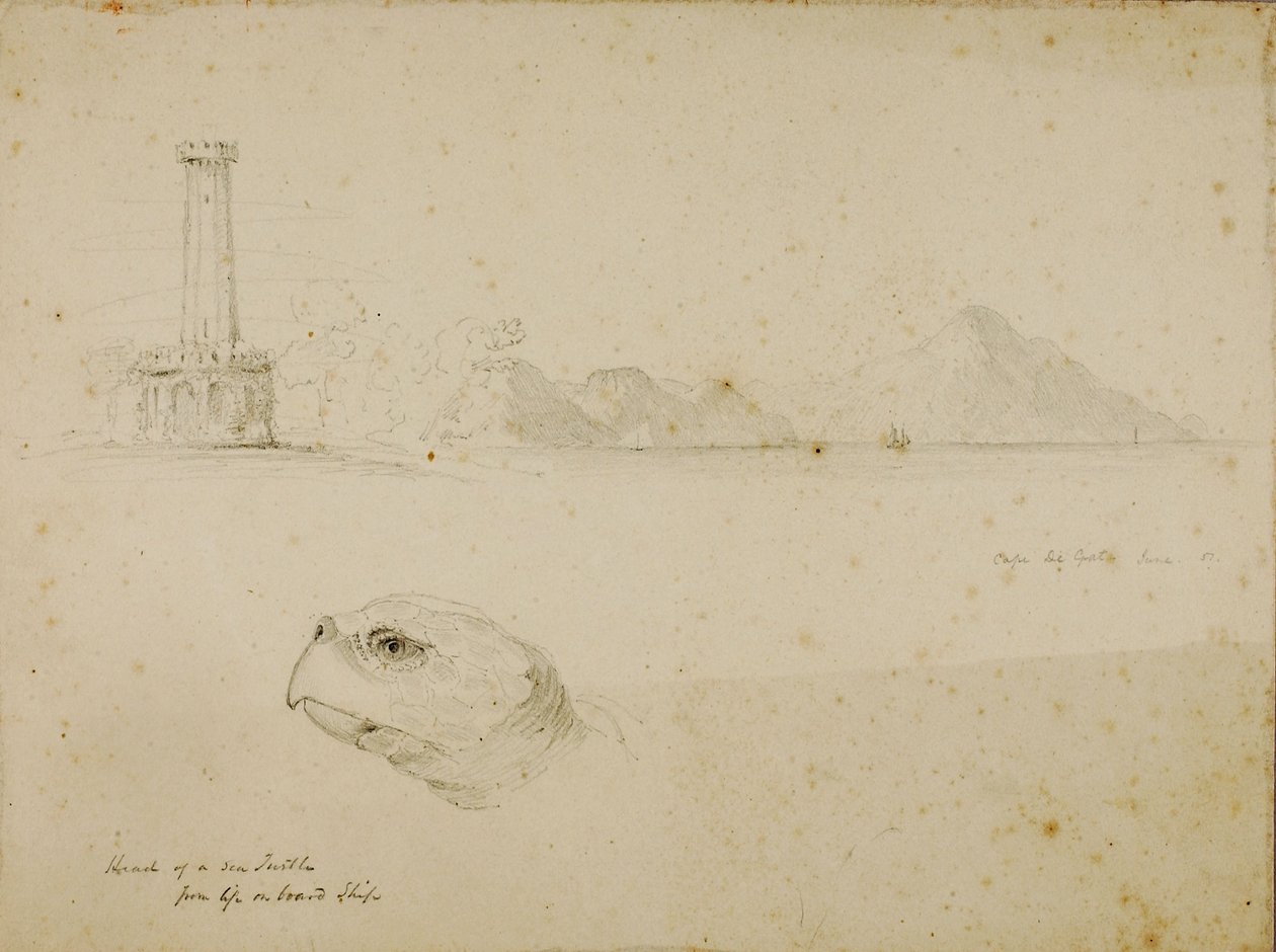 Tête de tortue de mer - Miner Kilbourne Kellogg