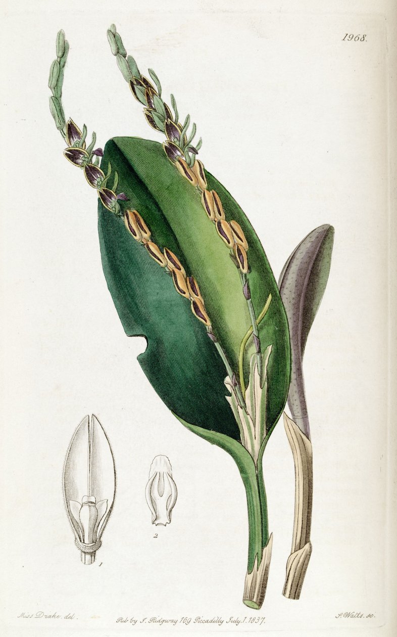 Acianthera saurocephala (syn. Pleurothallis saurocephala) - Miss Drake