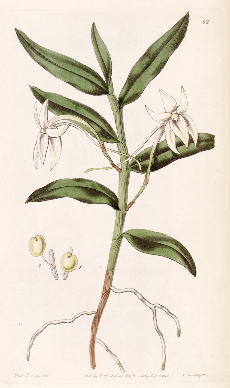 Angraecum mauritianum - Miss Drake
