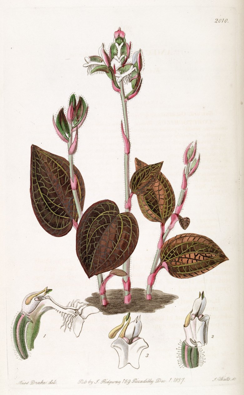 Anoectochilus setaceus - Miss Drake