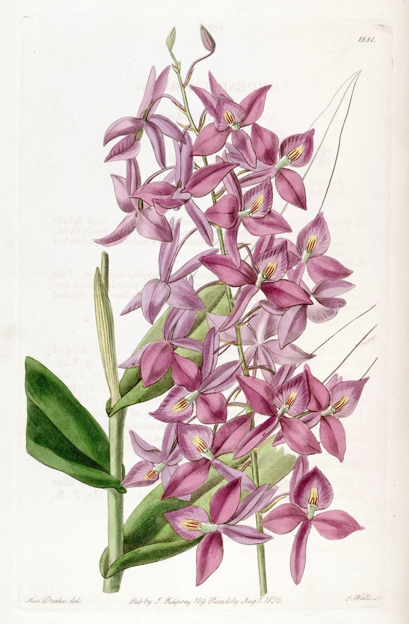 Barkeria skinneri - Miss Drake