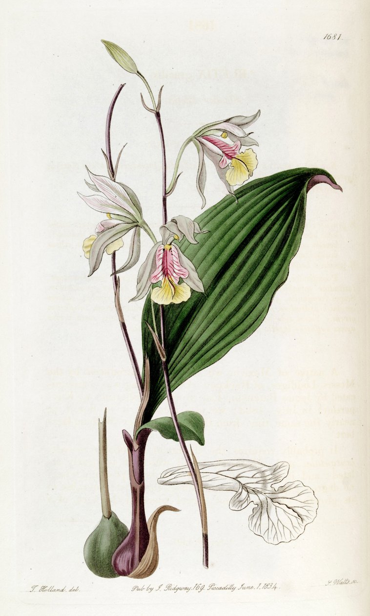 Bletia gracilis - Miss Drake