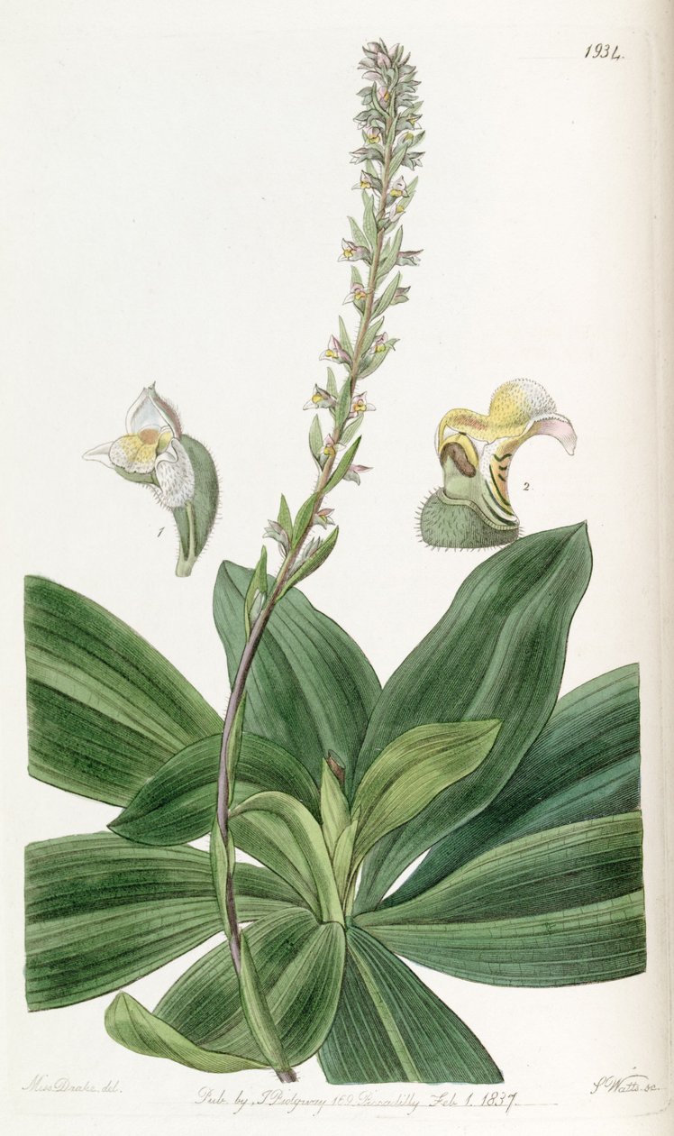Brachystele bracteosa (comme syn. Spiranthes bracteosa) - Miss Drake
