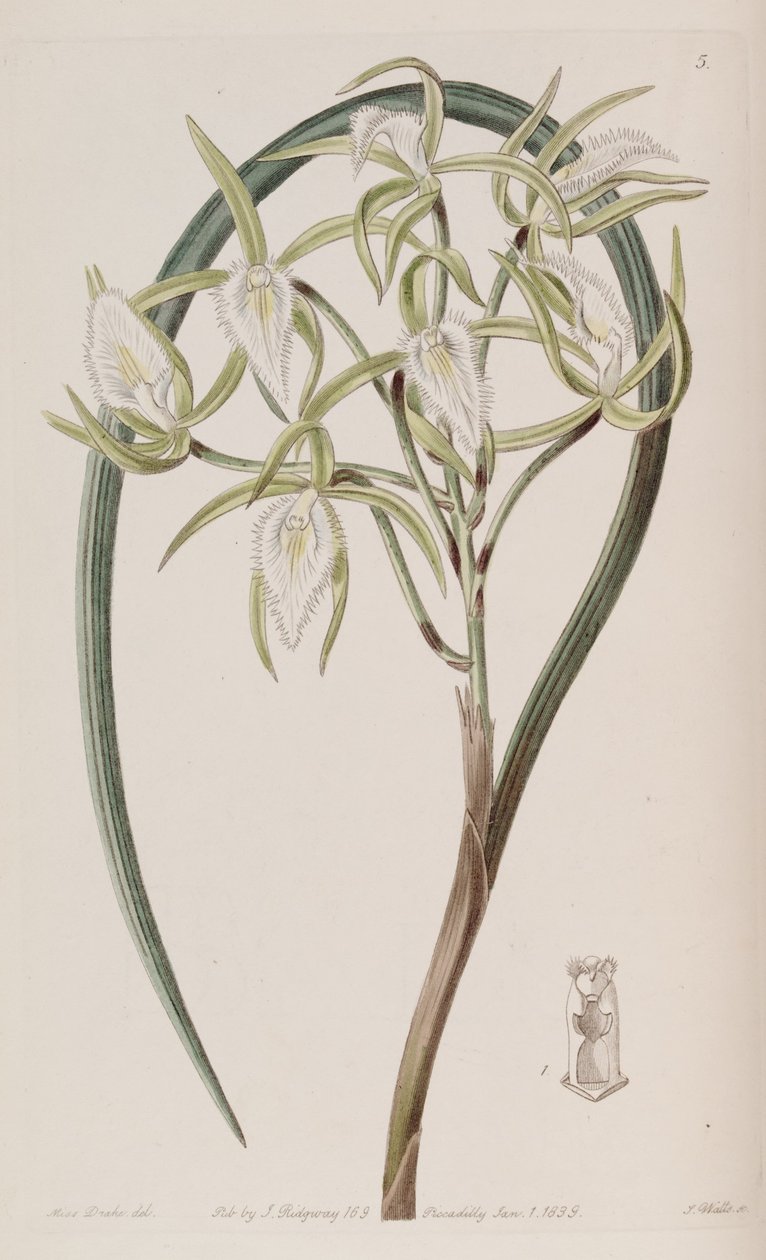 Brassavola martiana - Miss Drake